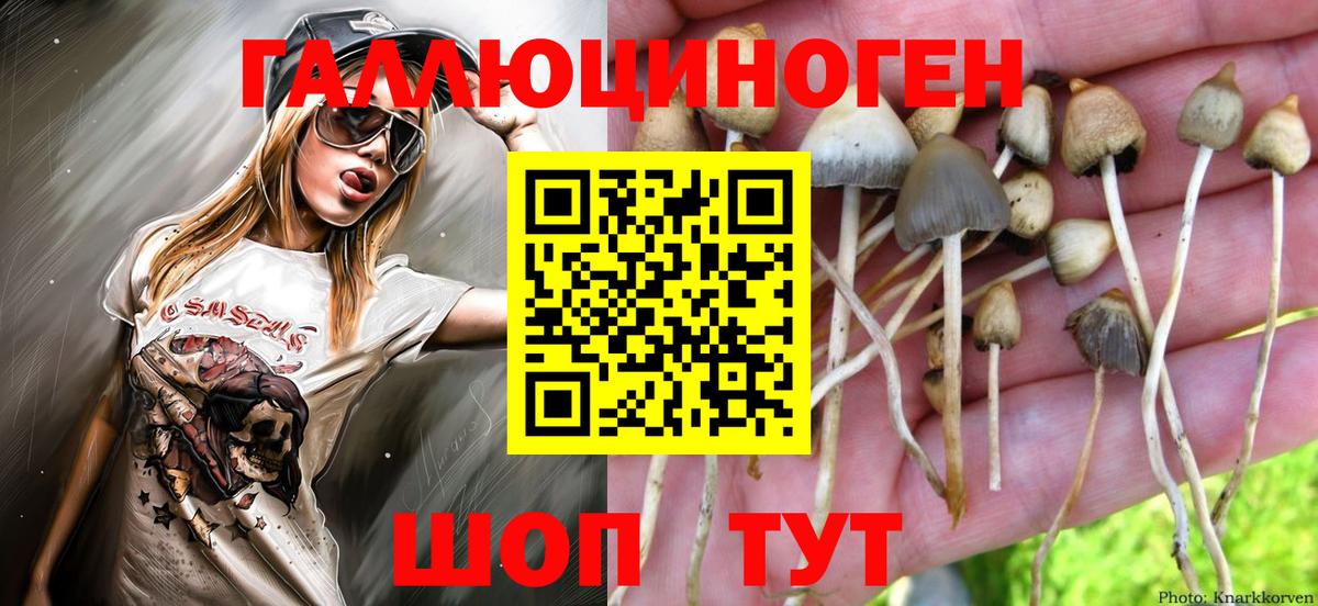 Псилоцибиновые грибы Psilocybine cubensis Уссурийск